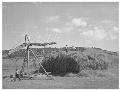 1940 Ouray County Colorado Hay Stacking Practices