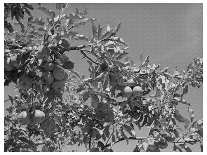 Apple Orchards in Delta County Colorado September 1940