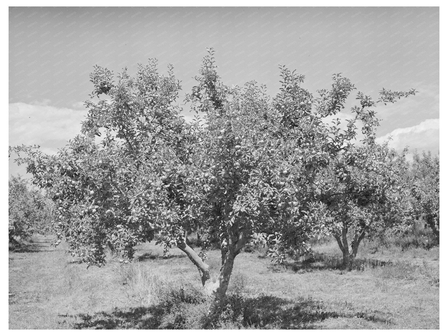 Apple Orchards in Delta County Colorado 1940