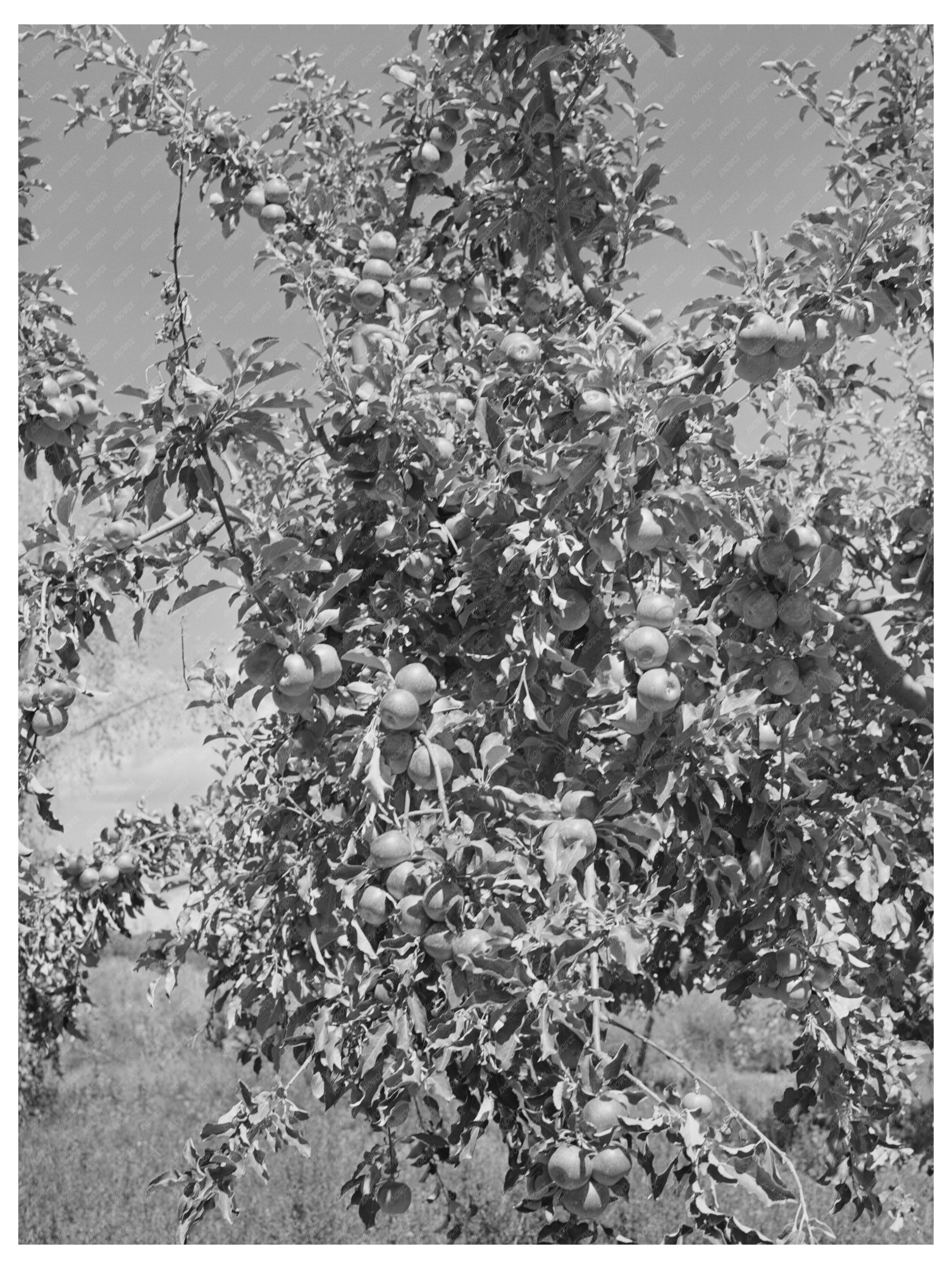 Delta County Colorado Apple Orchards September 1940 Negative
