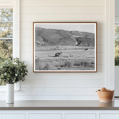 Ouray County Colorado Haying Activity September 1940