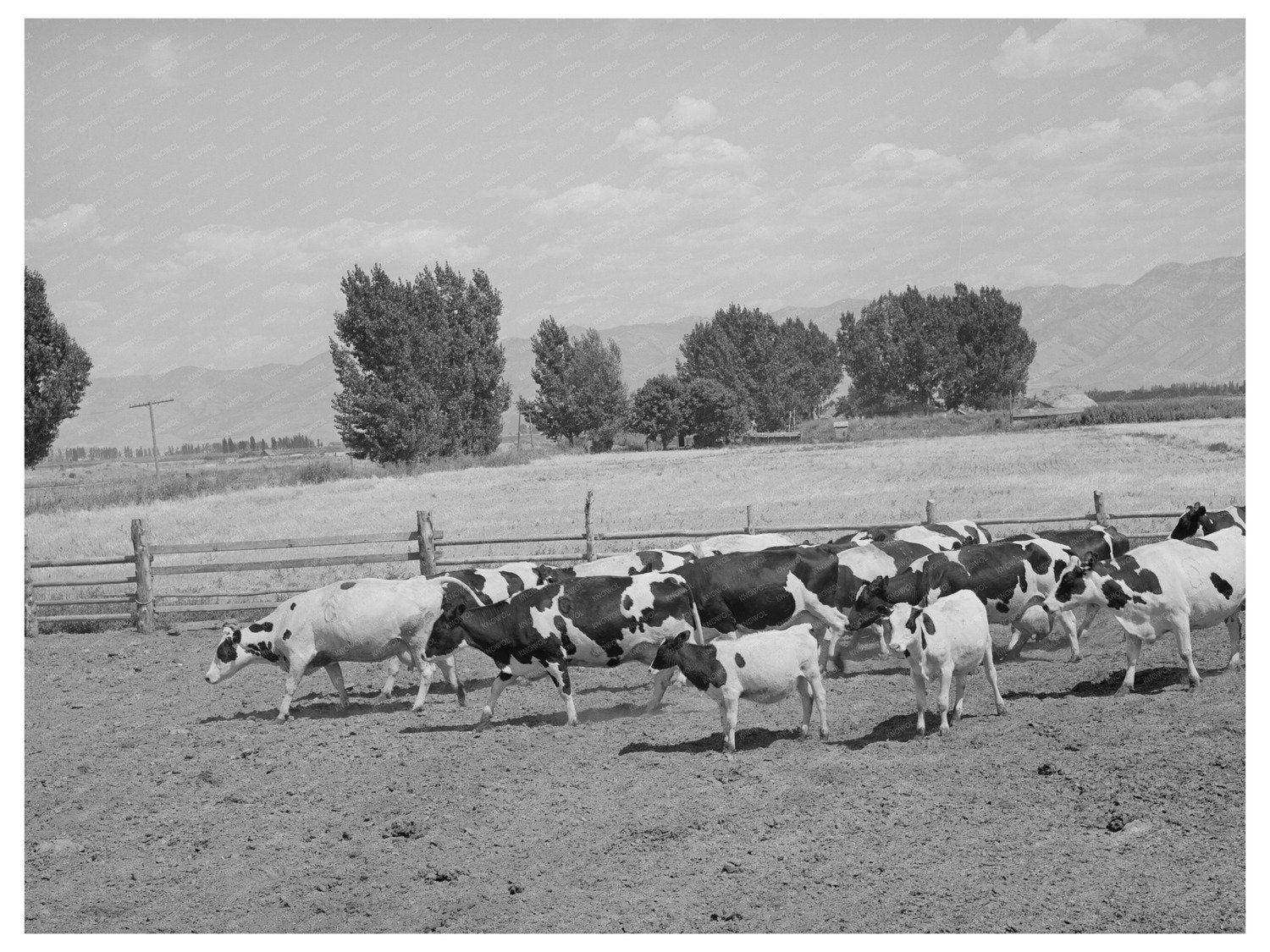 Dairy Farming in Cache County Utah September 1940