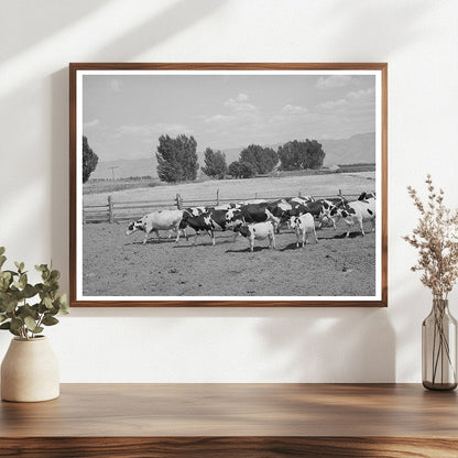 Dairy Farming in Cache County Utah September 1940