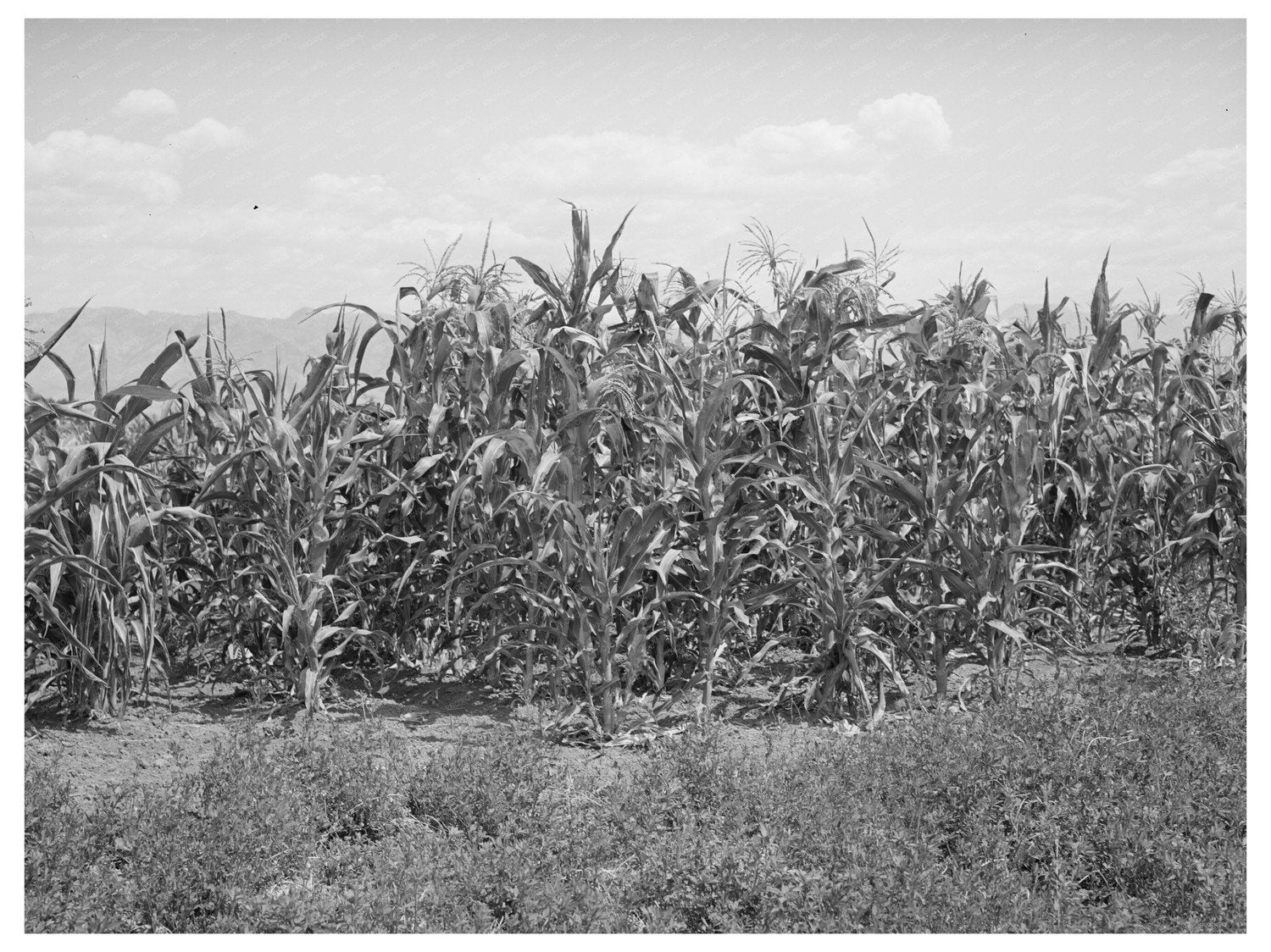 Corn and Alfalfa Field in Cache County Utah 1940