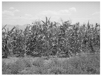 Corn and Alfalfa Field in Cache County Utah 1940
