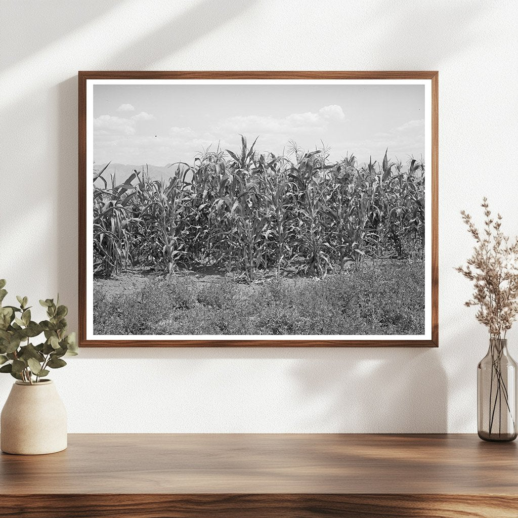 Corn and Alfalfa Field in Cache County Utah 1940