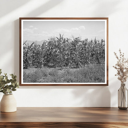 Corn and Alfalfa Field in Cache County Utah 1940