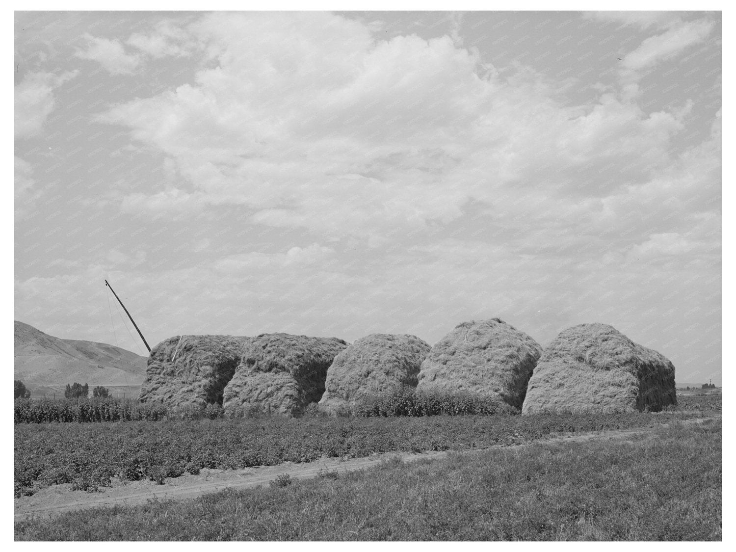 Hay Stacks on a Farm in Cornish Utah September 1940