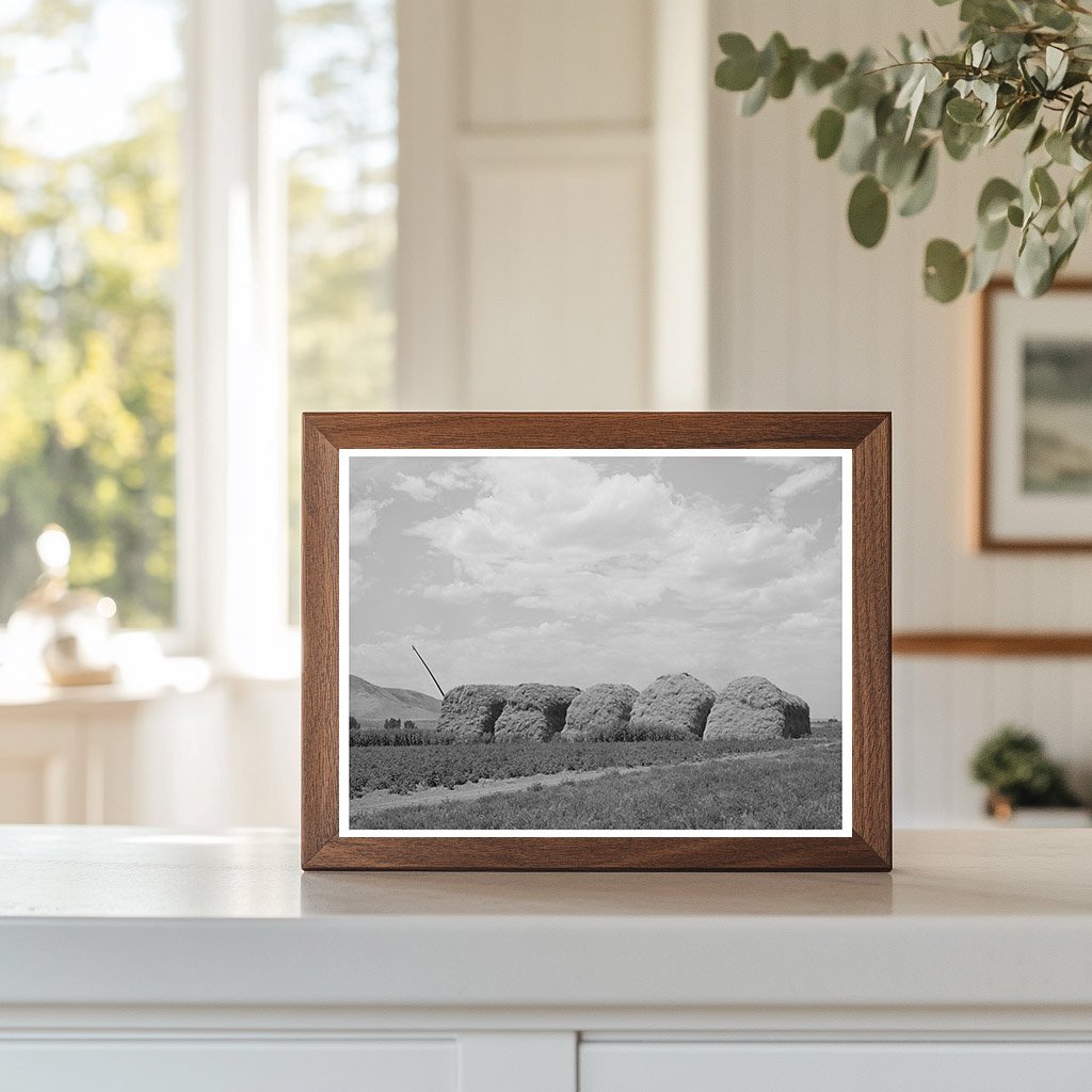Hay Stacks on a Farm in Cornish Utah September 1940
