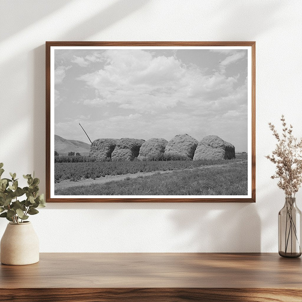 Hay Stacks on a Farm in Cornish Utah September 1940