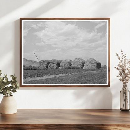 Hay Stacks on a Farm in Cornish Utah September 1940