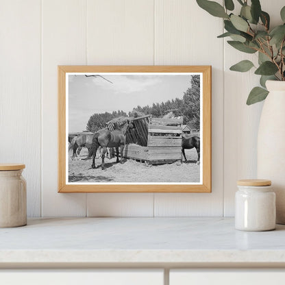 Horses at Feeding Stall in Cornish Utah September 1940