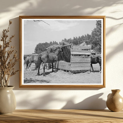 Horses at Feeding Stall in Cornish Utah September 1940