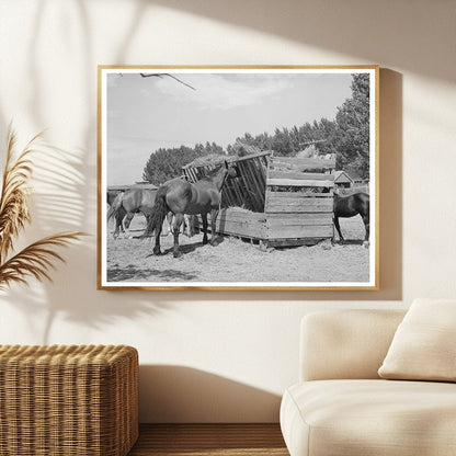 Horses at Feeding Stall in Cornish Utah September 1940