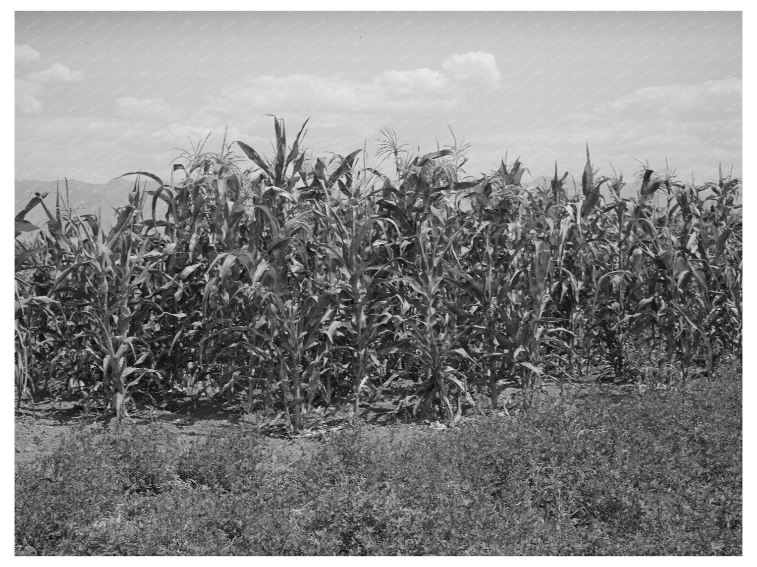Cornfield and Alfalfa Field in Cornish Utah 1940
