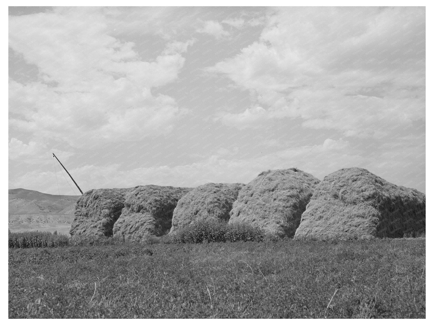 Hay Stacks on Farm in Cornish Utah September 1940