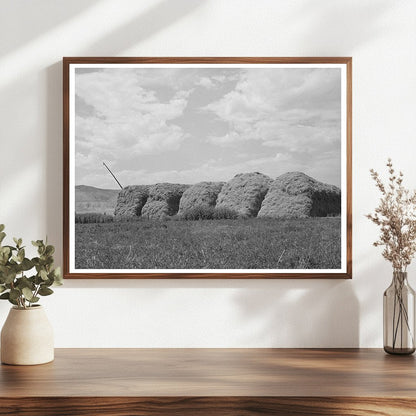 Hay Stacks on Farm in Cornish Utah September 1940