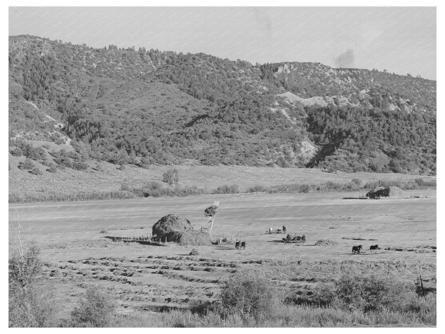 Vintage 1940 Hay Harvesting in Ouray County Colorado