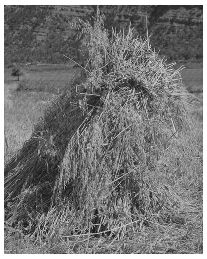 Oats Bundled in Shocks La Plata County Colorado 1940