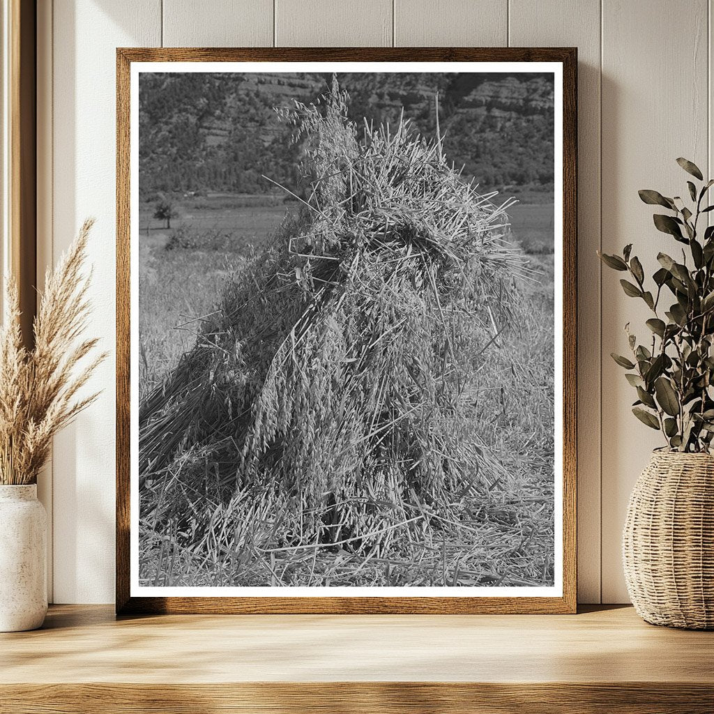 Oats Bundled in Shocks La Plata County Colorado 1940