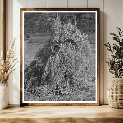 Oats Bundled in Shocks La Plata County Colorado 1940