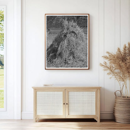 Oats Bundled in Shocks La Plata County Colorado 1940