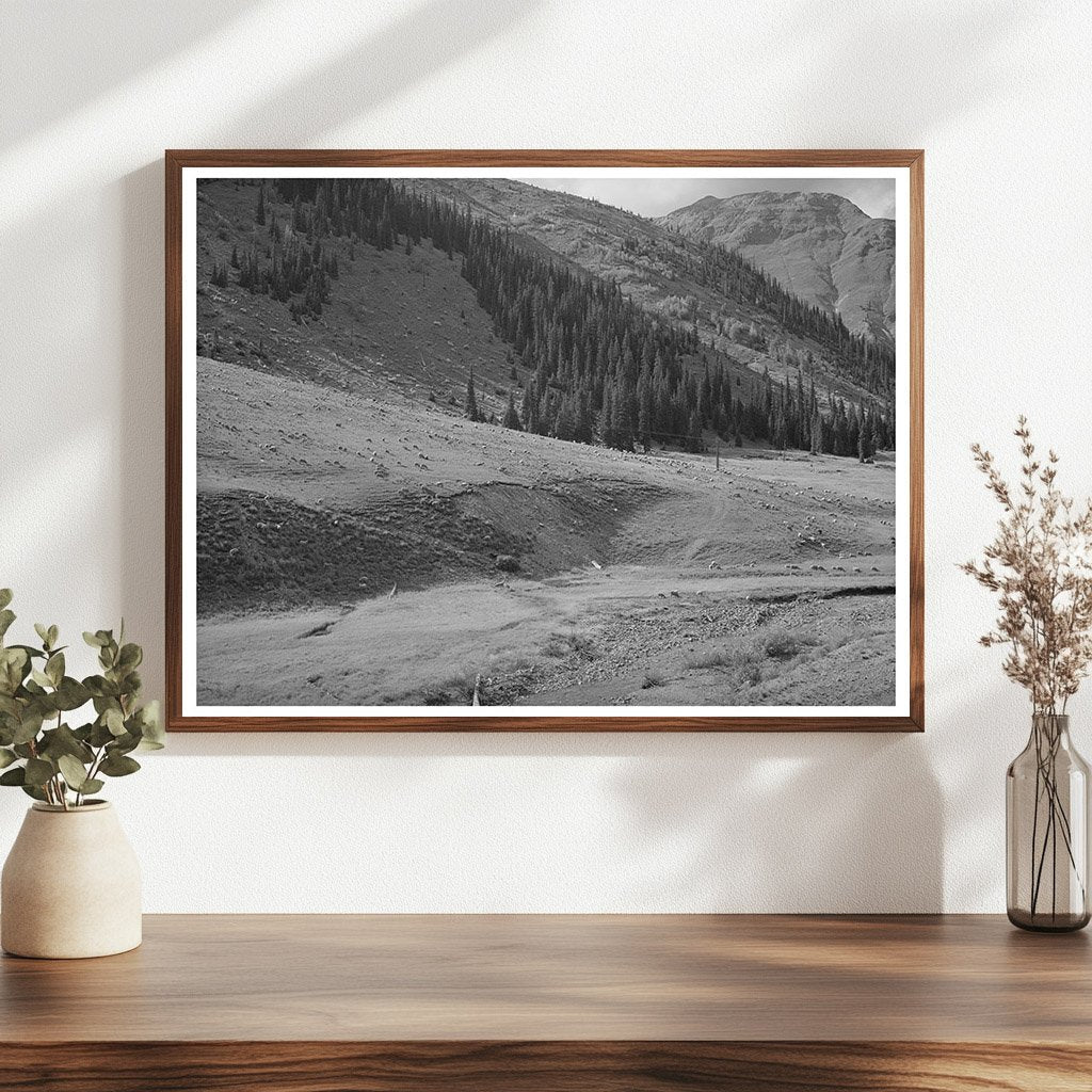 Sheep Driven from Mountain Pastures Silverton Colorado 1940