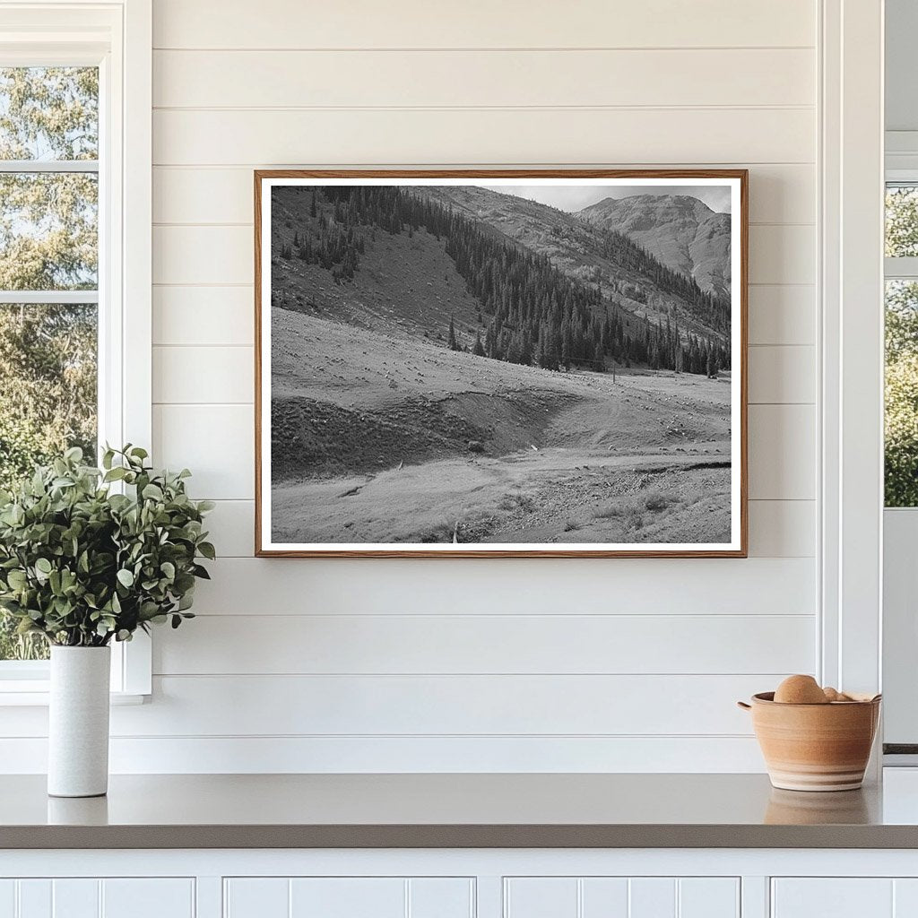 Sheep Driven from Mountain Pastures Silverton Colorado 1940