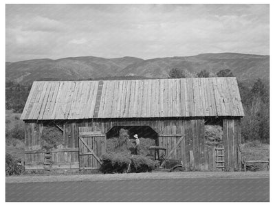 1940 Farmer Storing Hay in La Plata County Colorado