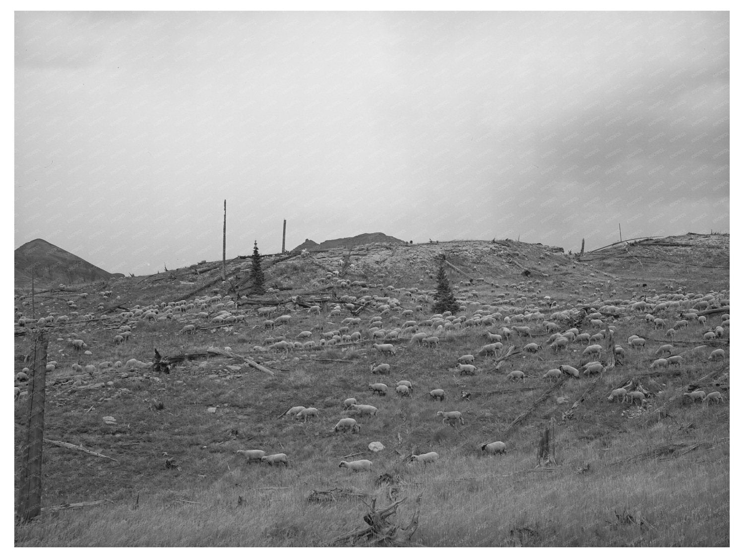 Sheep on Mountainside San Juan County Colorado 1940
