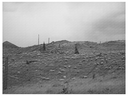 Sheep on Mountainside San Juan County Colorado 1940