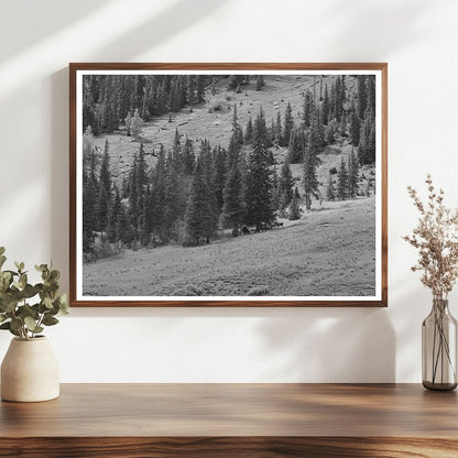 Sheepherders Camp San Juan County Colorado September 1940
