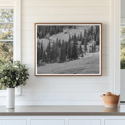 Sheepherders Camp San Juan County Colorado September 1940