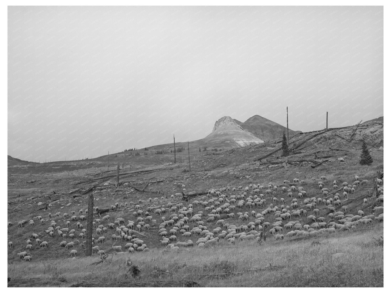 Flock of Sheep Grazing in San Juan County Colorado 1940