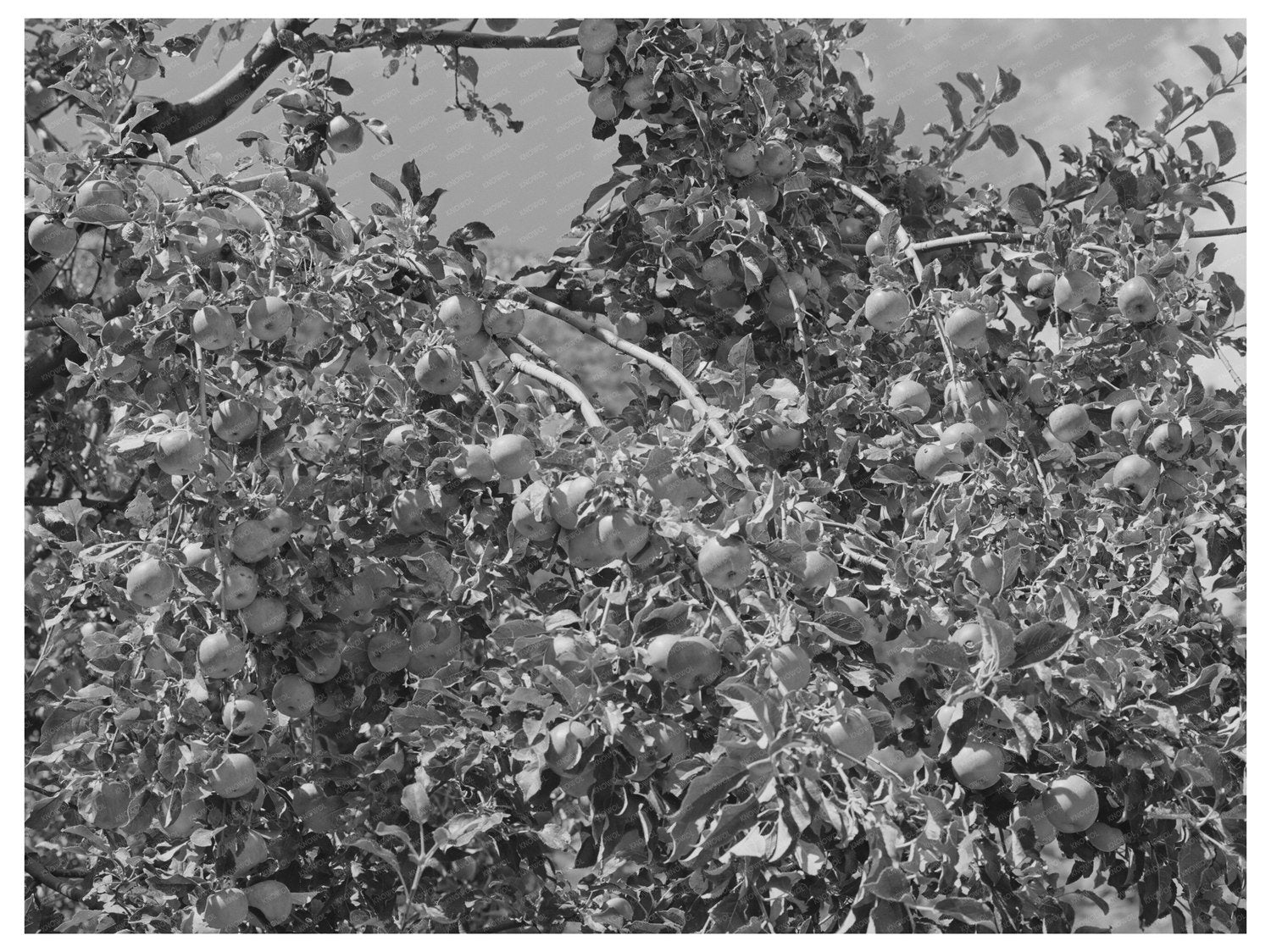 Apple Orchards in Animas River Valley Colorado September 1940