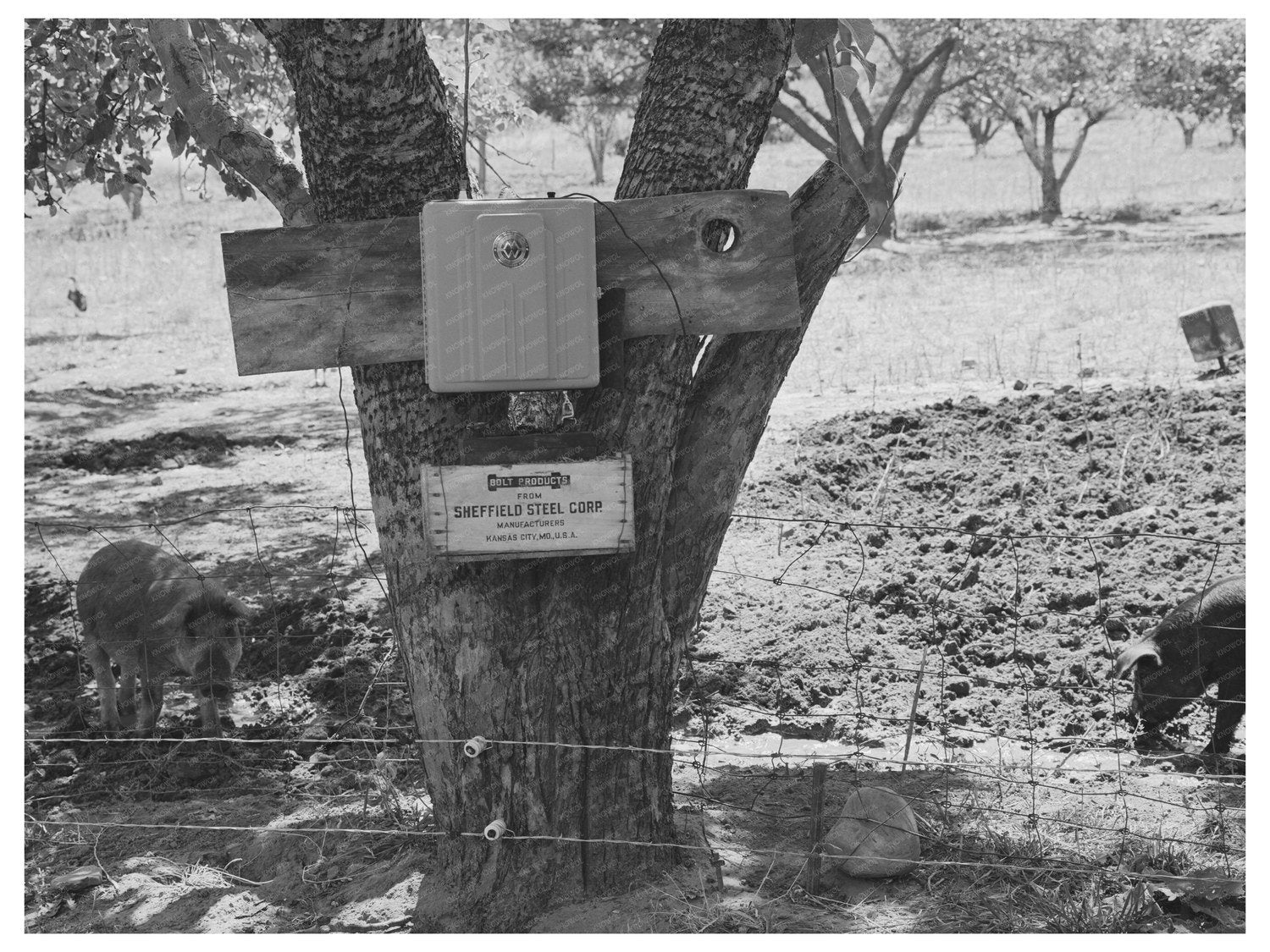 Electric Fence on Farm Animas River Valley Colorado 1940
