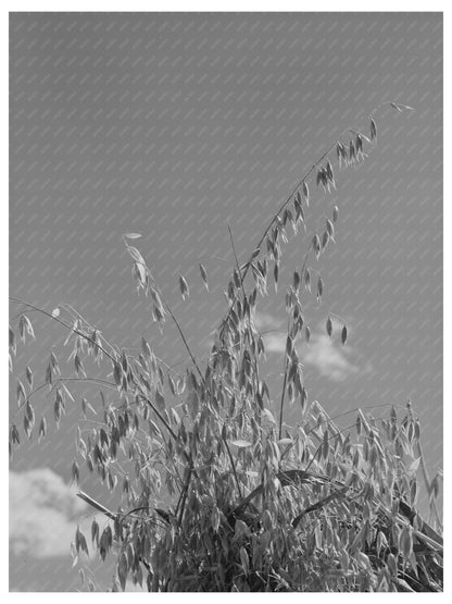 Oats in La Plata County Colorado September 1940