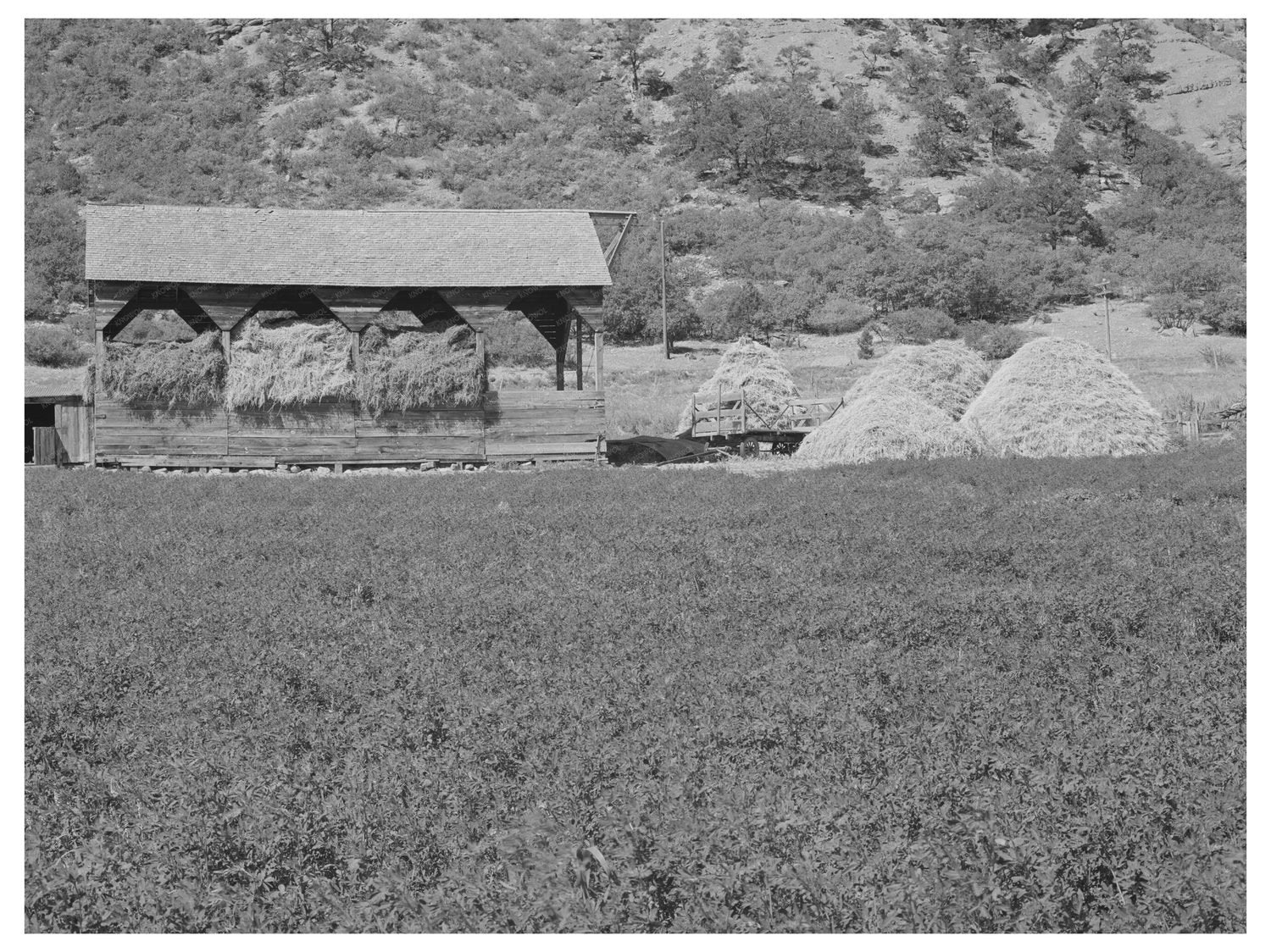 Alfalfa Field and Hay Barn in La Plata County 1940