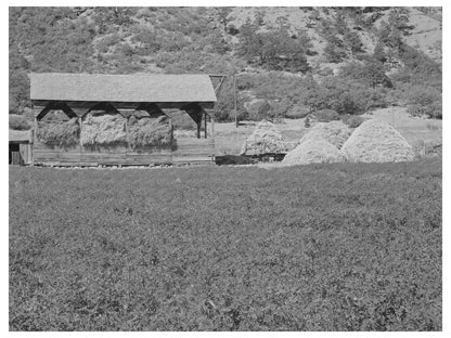 Alfalfa Field and Hay Barn in La Plata County 1940