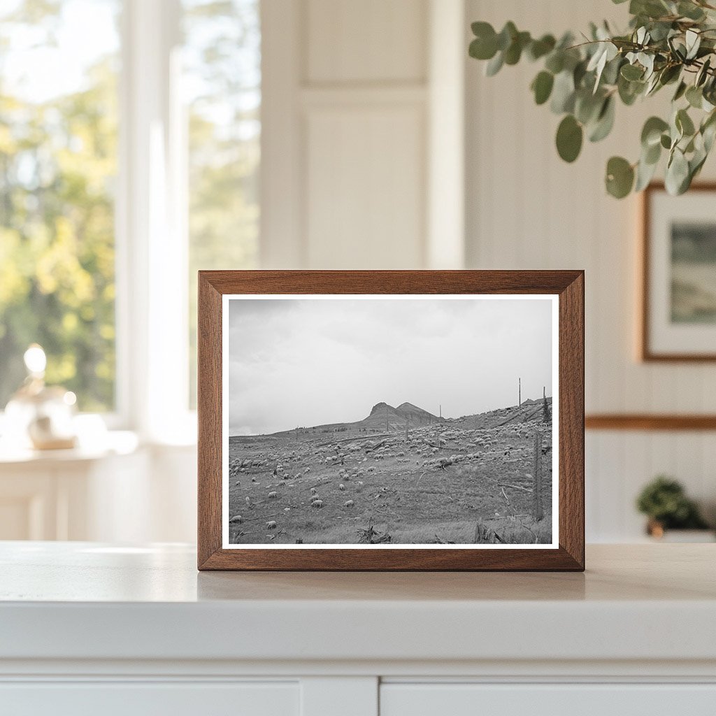 Sheep Grazing on San Juan County Mountainside 1940