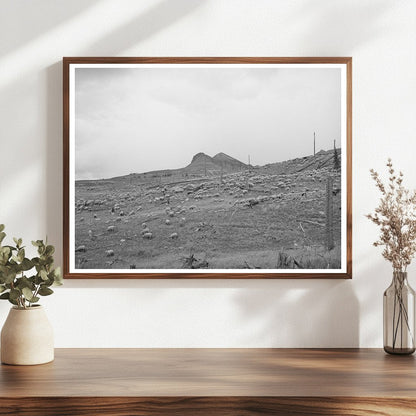 Sheep Grazing on San Juan County Mountainside 1940