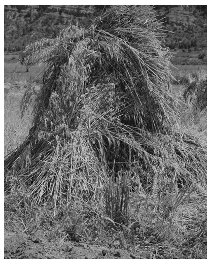 Oats in Shock La Plata County Colorado September 1940