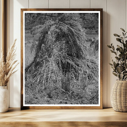 Oats in Shock La Plata County Colorado September 1940