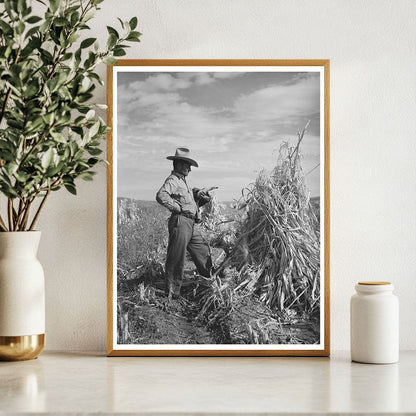 Spanish Farmer in Cornfield Arizona 1940