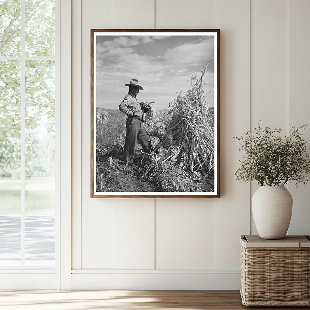 Spanish Farmer in Cornfield Arizona 1940