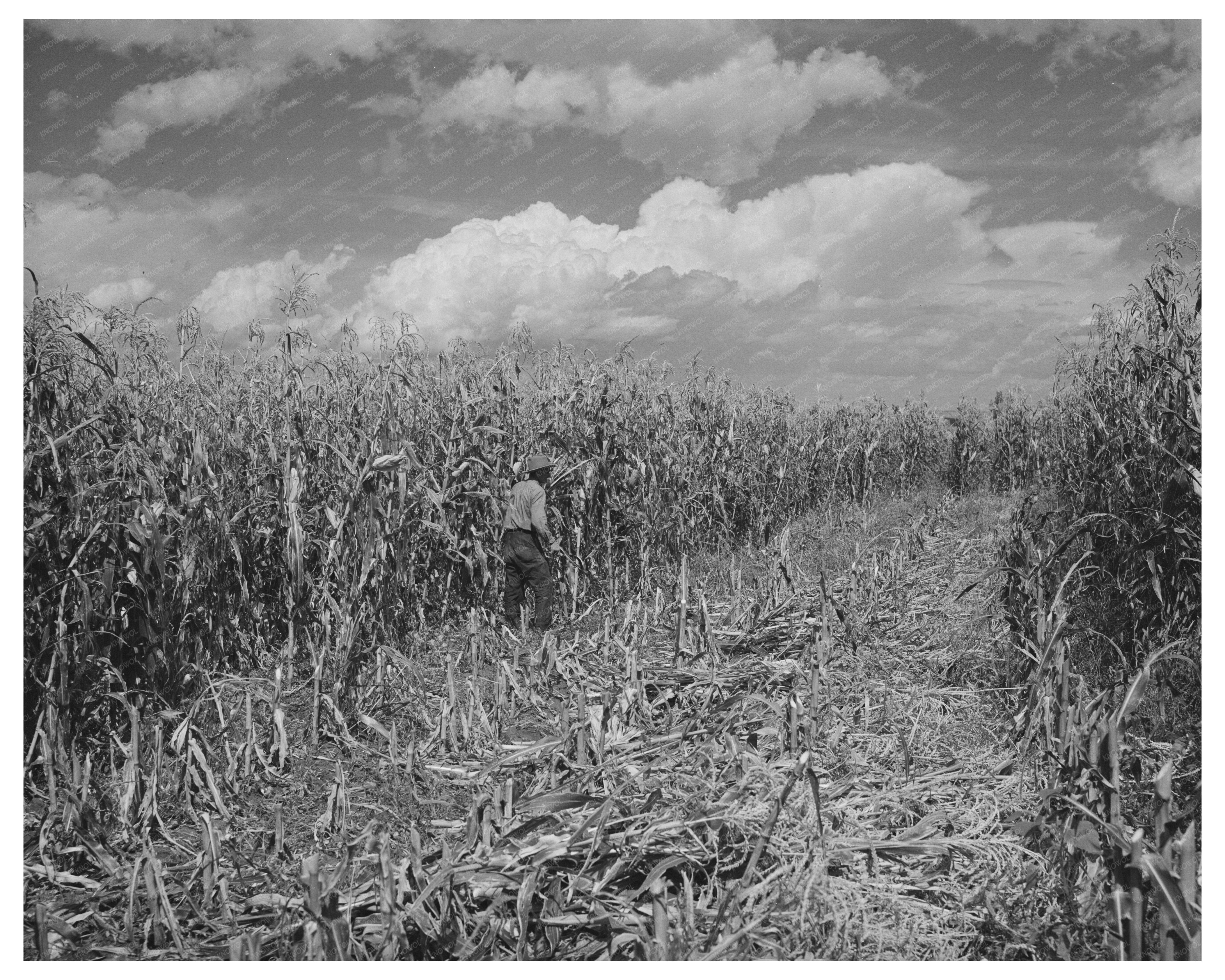 Cornfield in Concho Arizona 1940 FSA/OWI Collection