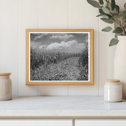 Cornfield in Concho Arizona 1940 FSA/OWI Collection