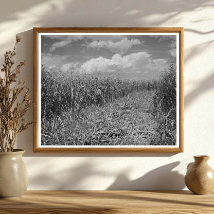 Cornfield in Concho Arizona 1940 FSA/OWI Collection