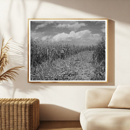 Cornfield in Concho Arizona 1940 FSA/OWI Collection