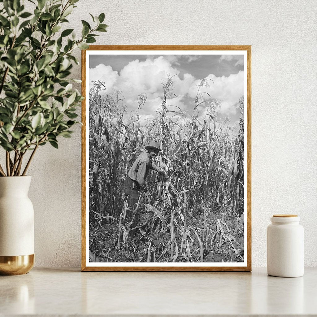 Cornfield in Concho Arizona October 1940 Vintage Photo